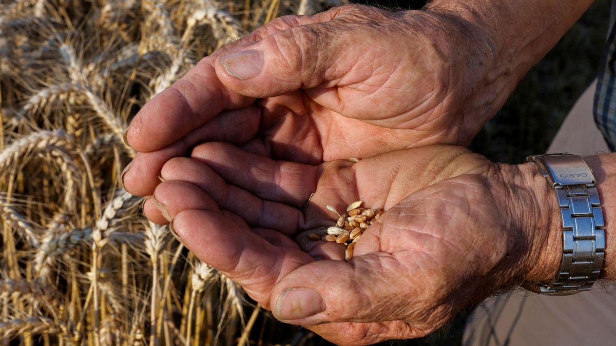 Kvůli vývozu ukrajinského obilí by mohly USA zrušit sankce vůči Bělorusku